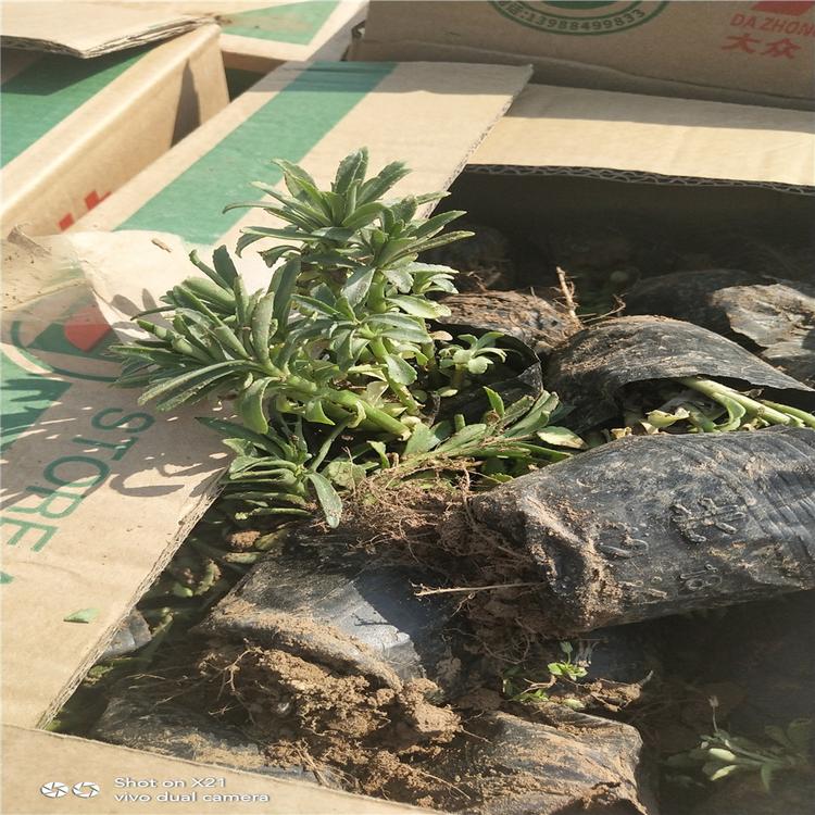 供应三七景天 带土盆栽 三七费菜大小苗 大量批发质优价廉
