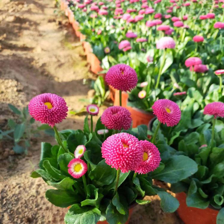 雏菊 基地直售雏菊 租摆用雏菊批发供应基地
