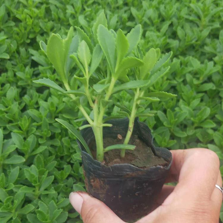 三七景天杯苗 三七景天小苗 货源足三七景天供应基地