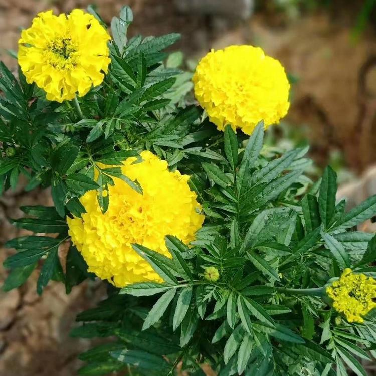 万寿菊 华北万寿菊种植基地 【鑫国】批发价格实惠万寿菊供应商
