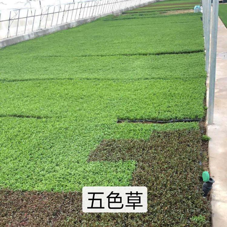 五色草穴盘苗