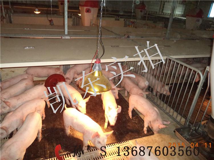 母猪产床垫 青岛凯东橡胶防滑垫 防滑保温垫 耐撕裂仔猪育肥垫