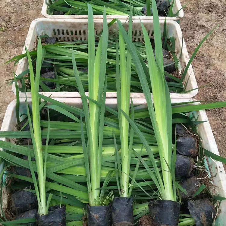 20万现货供应水生鸢尾棚栽苗
