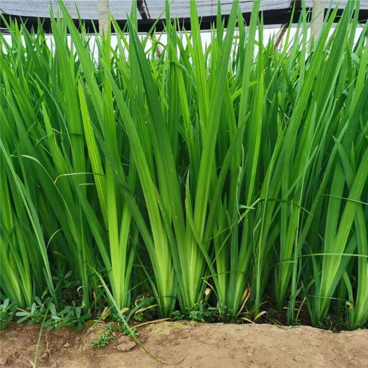 黄菖蒲种植基地 水生鸢尾价格