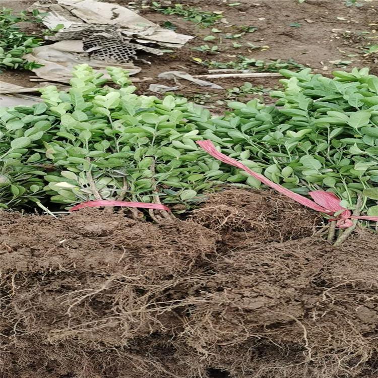 小叶黄杨种植基地 小叶黄杨价格