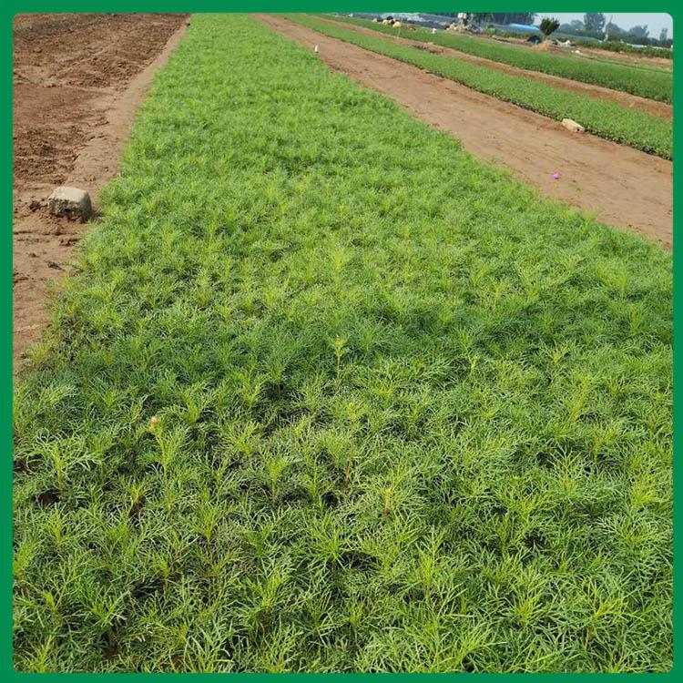 波斯菊 大量供应波斯菊基地 启景花卉基地批售波斯菊
