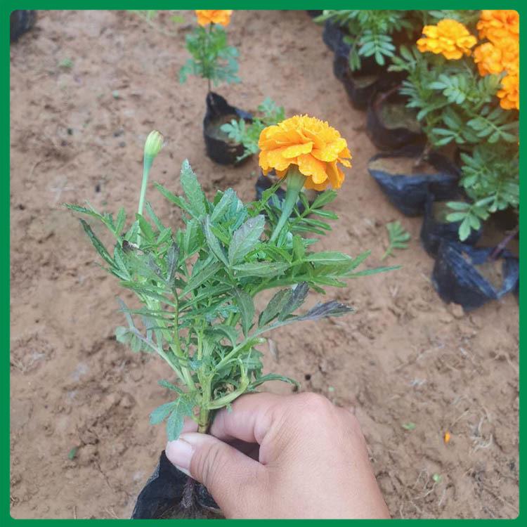 孔雀草批发价格_启景花卉基地出售孔雀草_孔雀草量大优惠