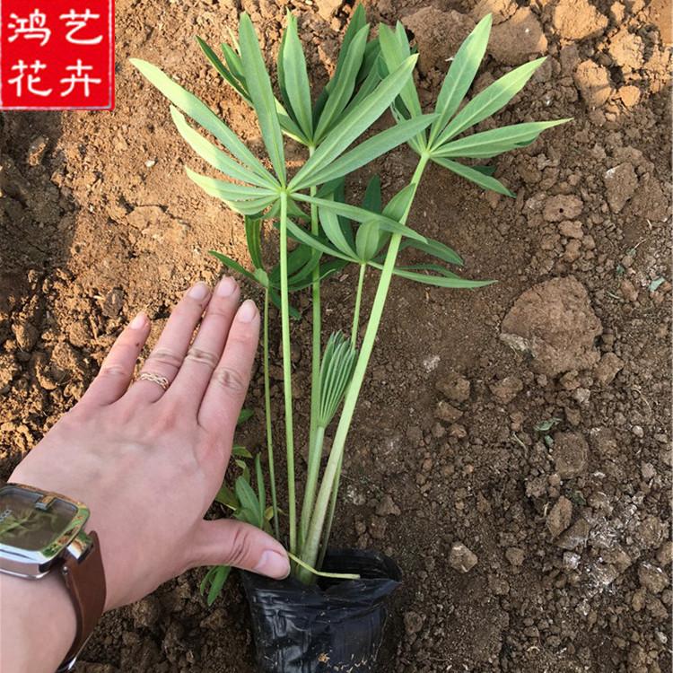 大量供应批发 羽扇豆 羽扇豆基地 山东羽扇豆