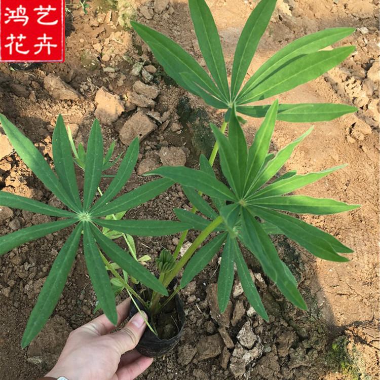 攀枝花羽扇豆价格实惠 羽扇豆资深专家培育