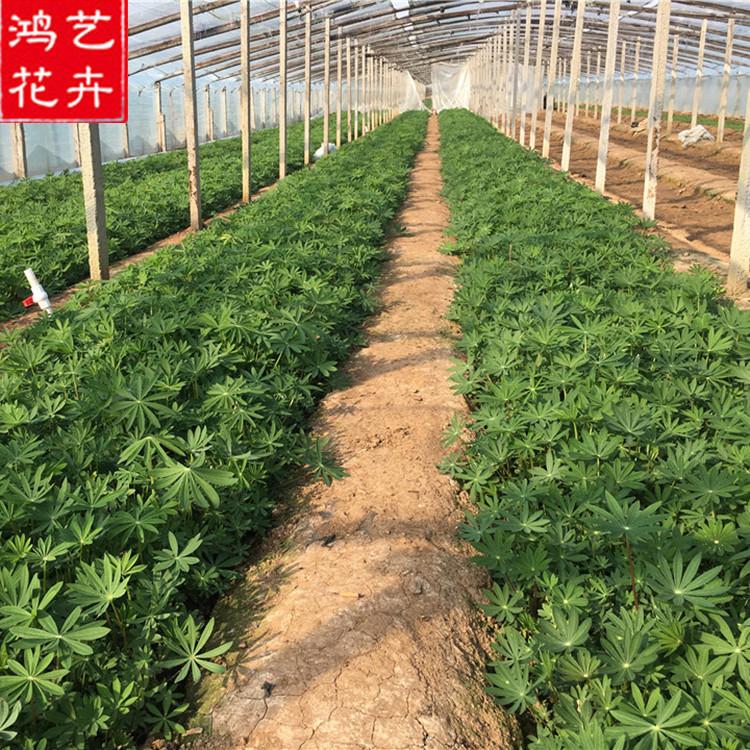 深圳羽扇豆批发零售 羽扇豆生态园各色花-鸿艺花卉
