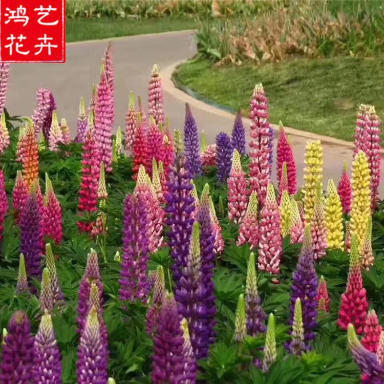 宿根花卉 羽扇豆 羽扇豆行情 潍坊鲁冰花