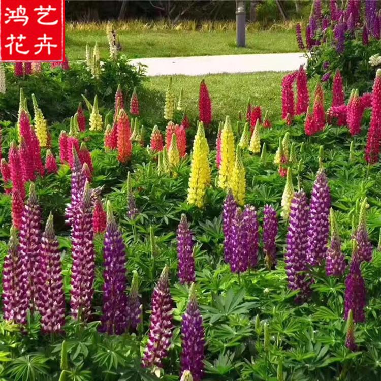 安阳羽扇豆网红花海制造 羽扇豆景观花卉