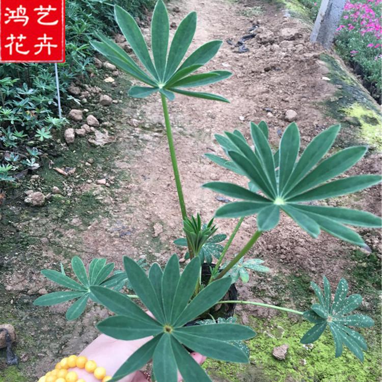 南平羽扇豆市政绿化用苗 羽扇豆资深专家培育