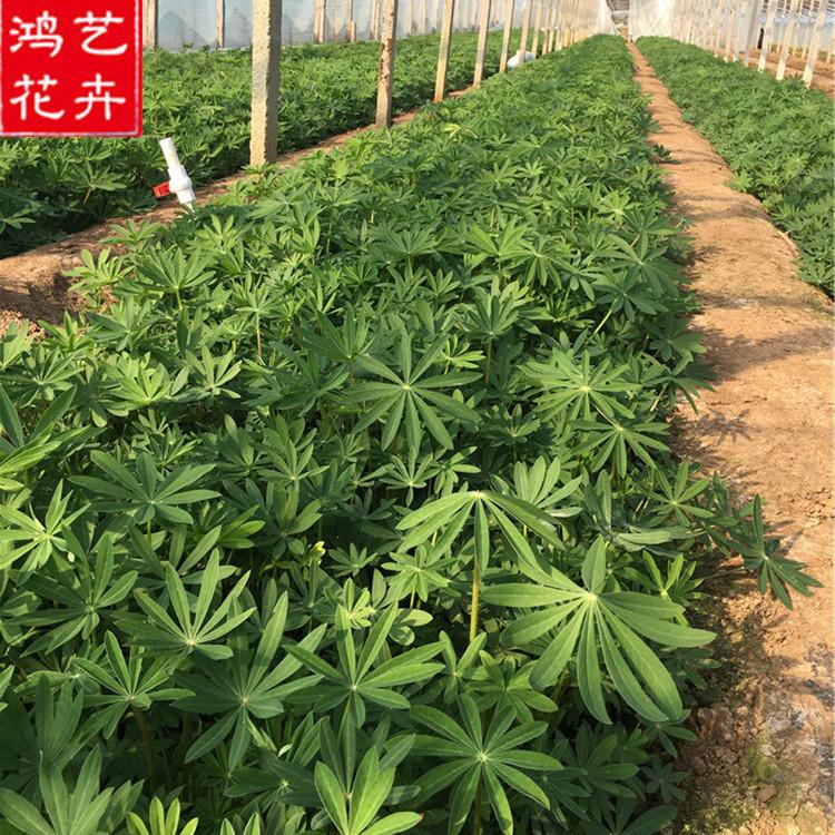 湛江羽扇豆苗圃直供 羽扇豆花坛造型用花供应