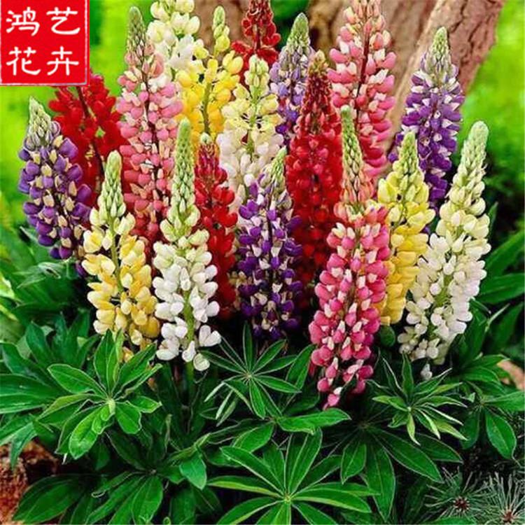 沧州羽扇豆各种花草批发 羽扇豆营养杯小花