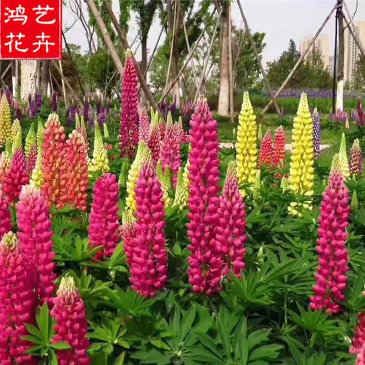 潍坊鲁冰花 鲁冰花基地 基地直销价格 鲁冰花 潍坊鲁冰花