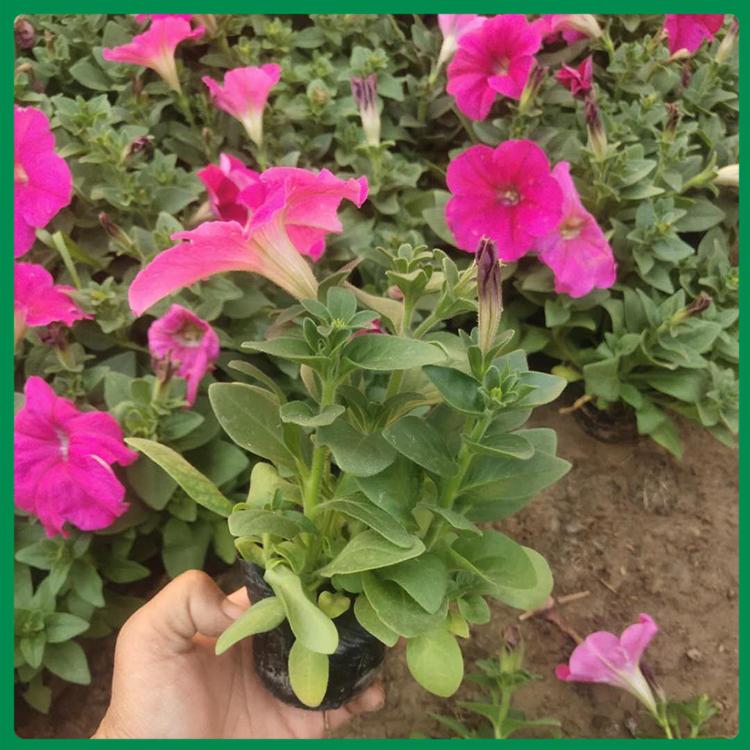 矮牵牛种植基地 启景花卉销售矮牵牛 色彩丰富
