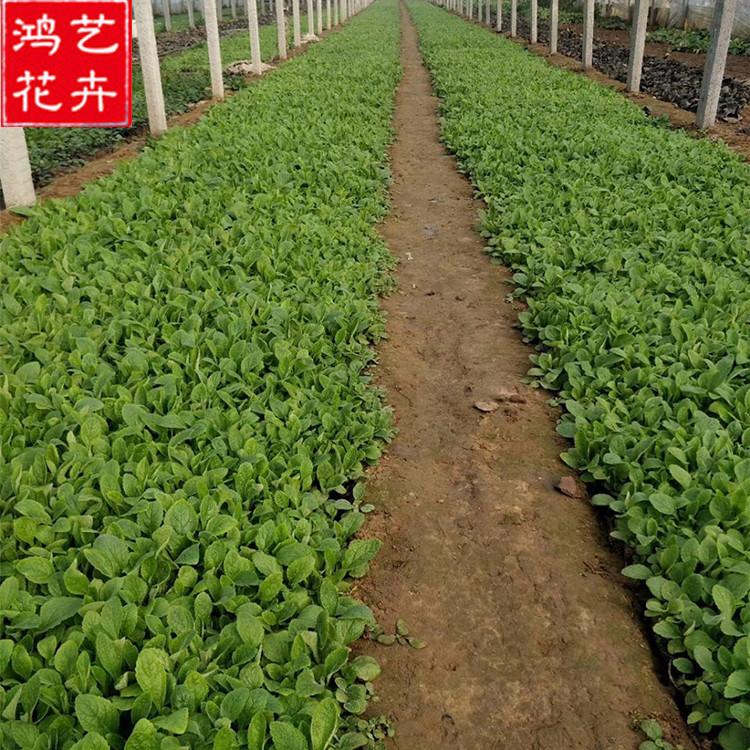 基地直销毛地黄小苗 青州毛地黄小苗 毛地黄基地