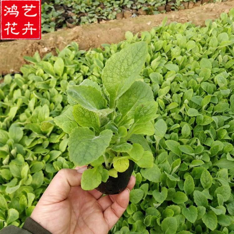 一二年宿根花卉 青州毛地黄培育 现苗发货一二年宿根花卉