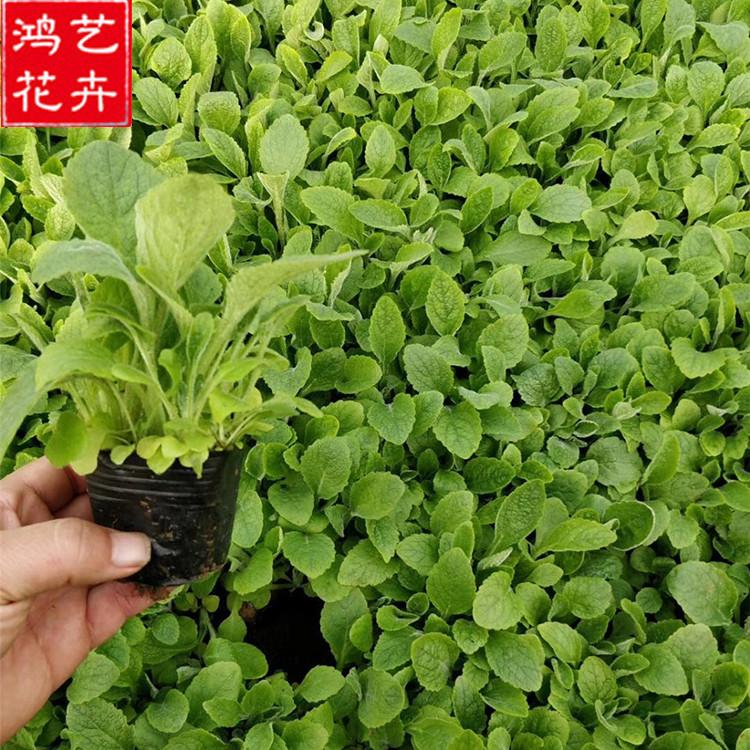 青州毛地黄供应商 基地直销毛地黄种苗 毛地黄供应商