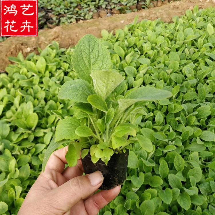 毛地黄杯苗 山东毛地黄批发 优惠多多毛地黄杯苗