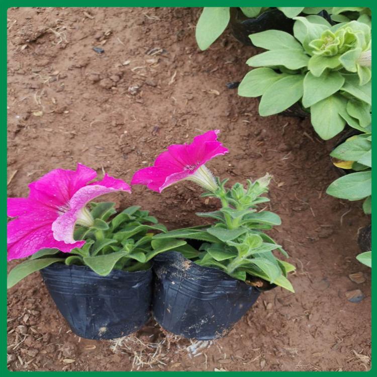 牵牛花盆栽 牵牛批发报价 基地直销牵牛花