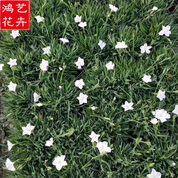 销售欧石竹小苗 青州白花欧石竹价格 欧石竹小苗