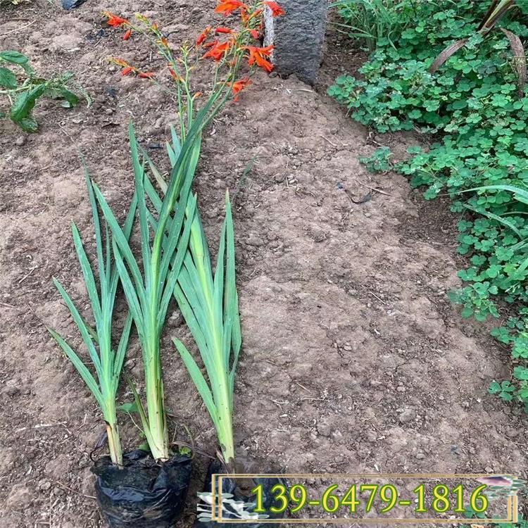 火星花批发价格 火星花种植基地 大红色喜庆花卉火焰兰