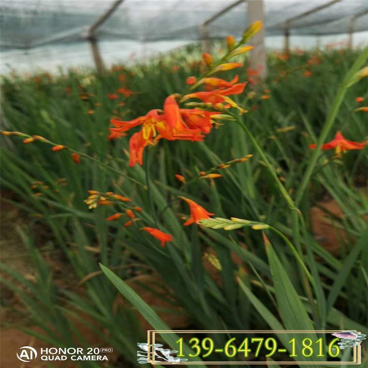 多年生花卉火星花价格 红色兰花雄黄兰花营养钵苗