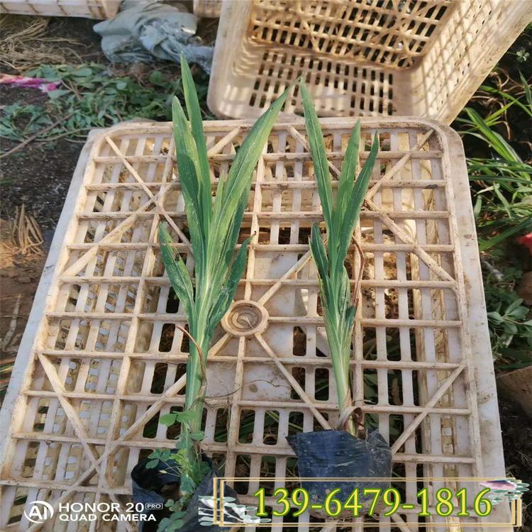 火星花别名雄黄兰 园林采购工程绿化苗 南京火星花带土小苗