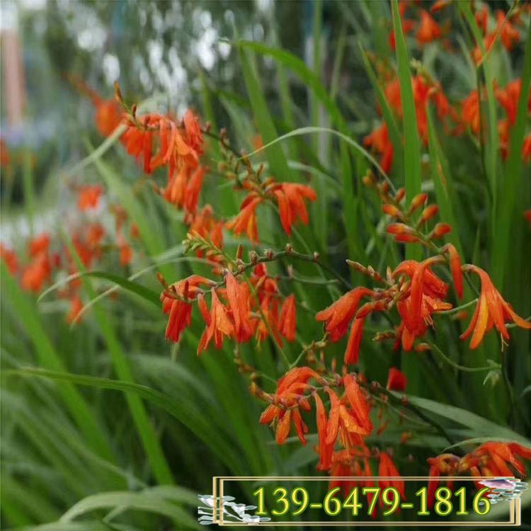 多年生花卉火星花容器苗 红色兰花雄黄兰花种苗