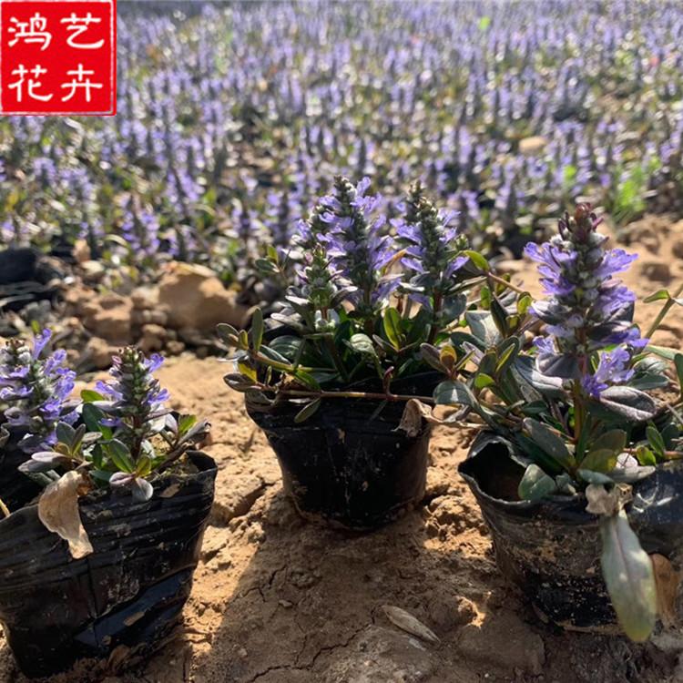 青州多花筋骨草 基地供应多花筋骨草 筋骨草价格