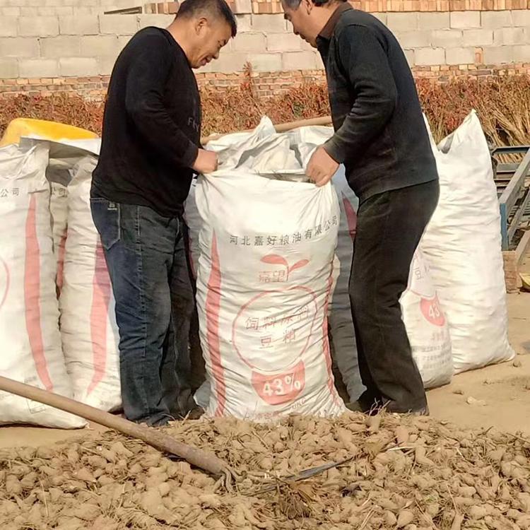 亳州 专卖 白术种子货到付款提供种植技术