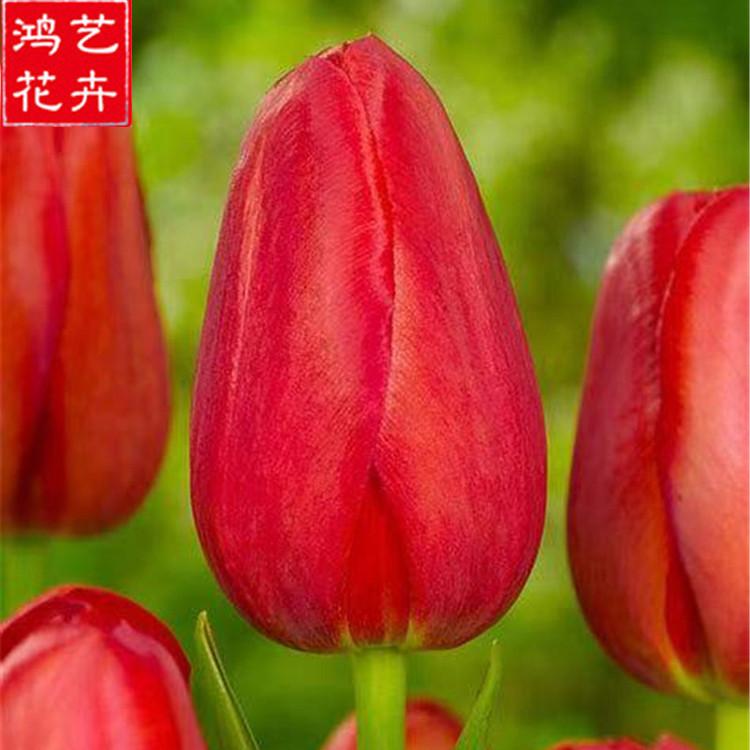 鸿艺花卉供应 郁金香种苗 山东郁金香批发 郁金香种苗