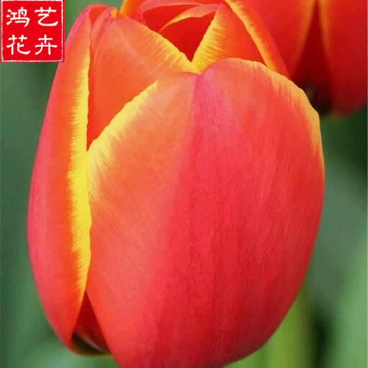 青州郁金香批发 基地批发郁金香 郁金香批发