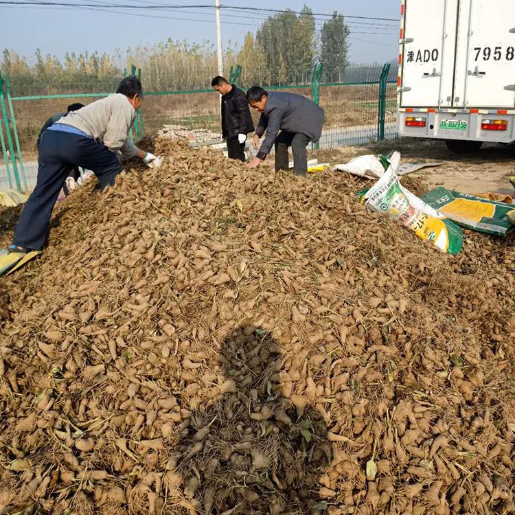 出芽率高白术种子 吴先彬药材种苗