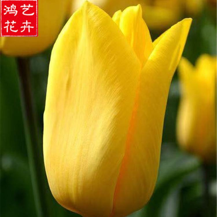 大量供应 郁金香 山东郁金香价格 郁金香