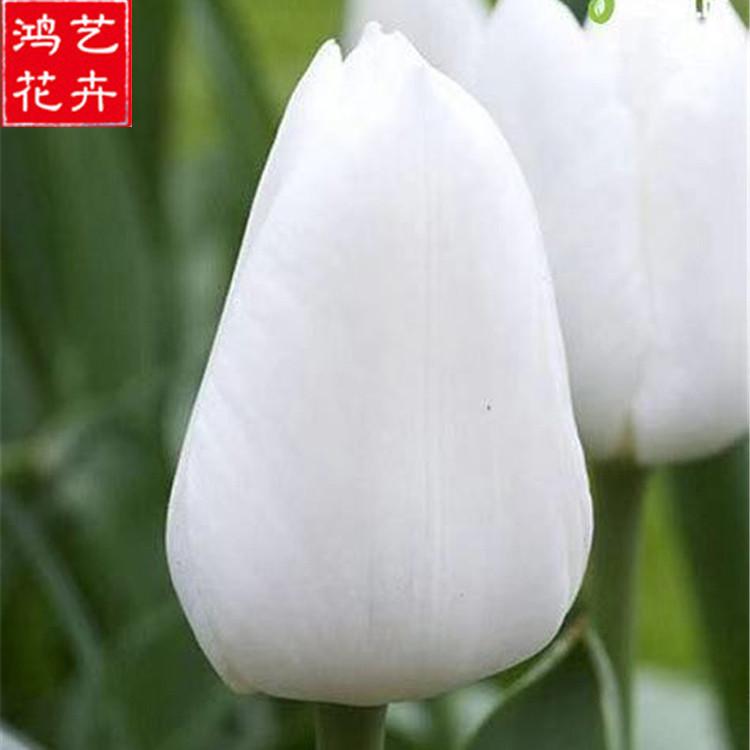 青州郁金香批发 直销郁金香种苗 郁金香批发