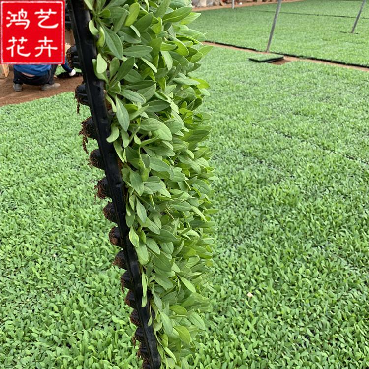 牵牛穴盘苗批发 现货发售的草花穴盘苗 青州草花穴盘苗