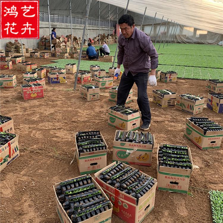 现货发售的矮牵牛105孔穴盘苗 潍坊牵牛穴盘苗批发 矮牵牛105孔穴盘苗