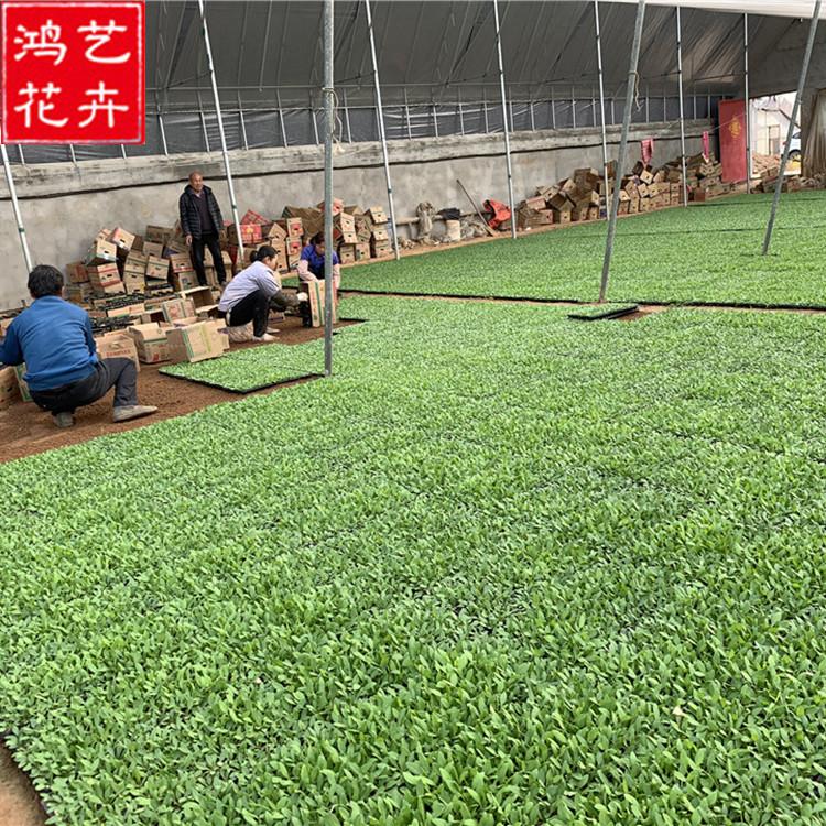 草花穴盘苗 山东牵牛穴盘苗行情 请咨询鸿艺花卉