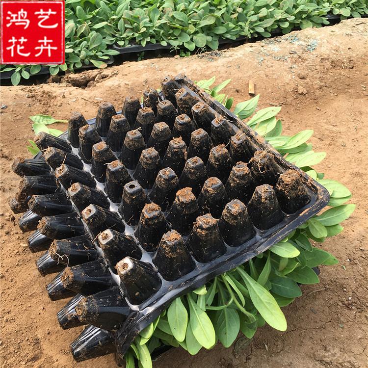 起苗装车-草花穴盘苗-潍坊牵牛穴盘苗批发