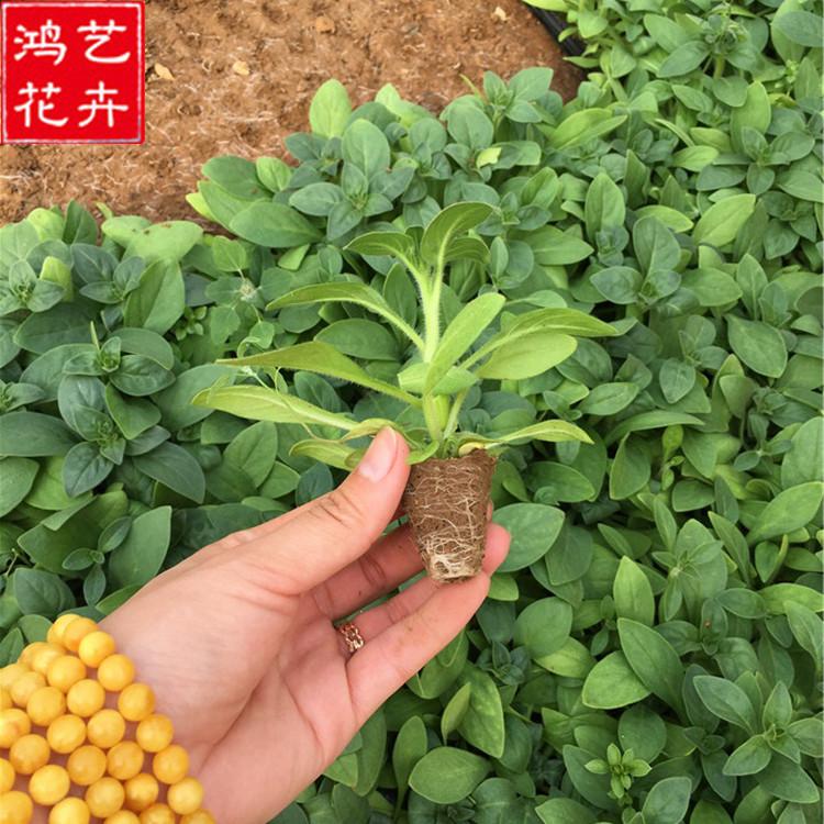 牵牛穴盘苗报价 大量供应草花穴盘苗 山东草花穴盘苗