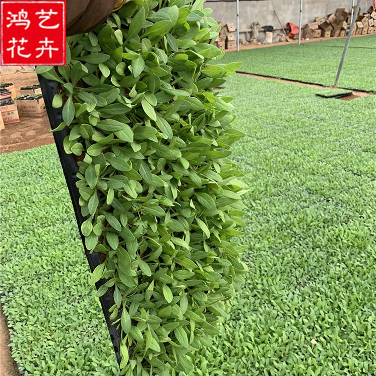 牵牛穴盘苗行情 大量供应草花穴盘苗 潍坊草花穴盘苗