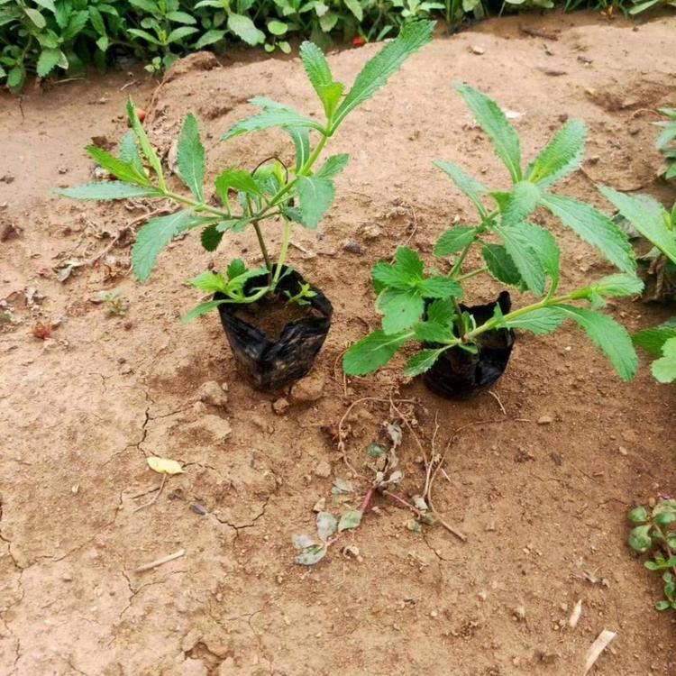 马鞭草基地 马鞭草花海工程 基地直销