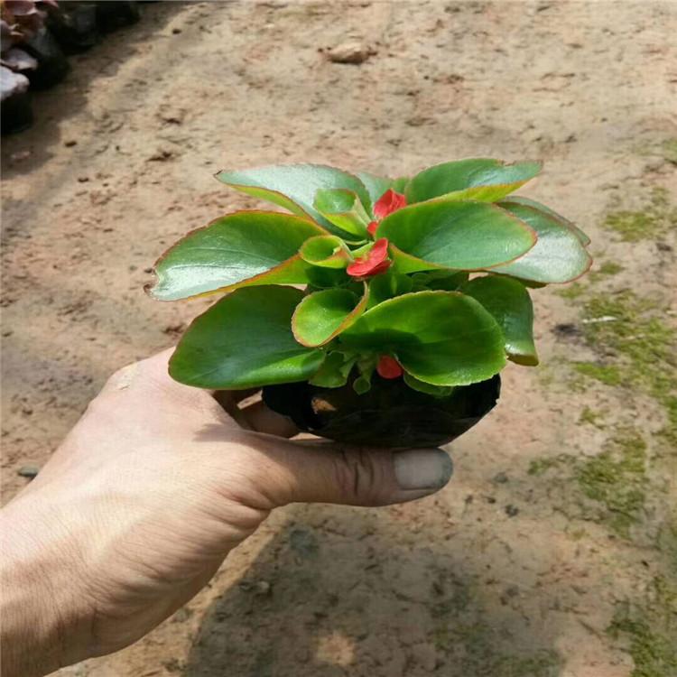 供应四季海棠杯苗   四季海棠穴盘苗