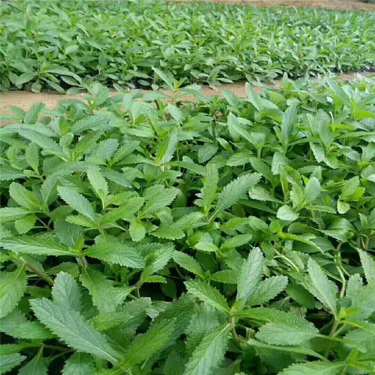直销马鞭草    马鞭草杯苗     马鞭草价格