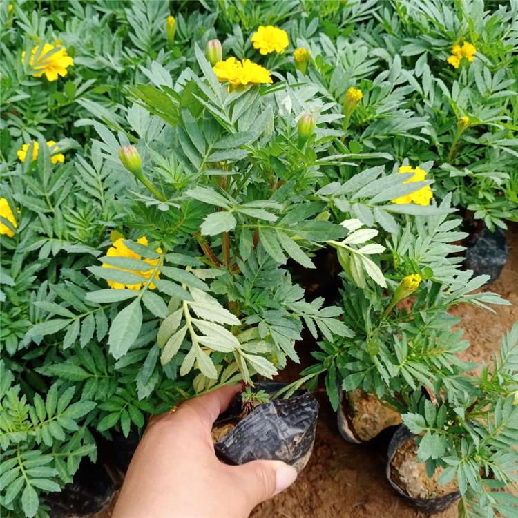 青州凯洋供应孔雀草 小皮桶孔雀草批发商 量大优惠