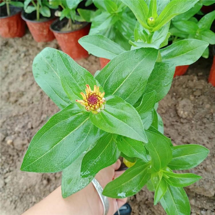 百日草 山东百日草基地 批发百日草来凯洋花卉