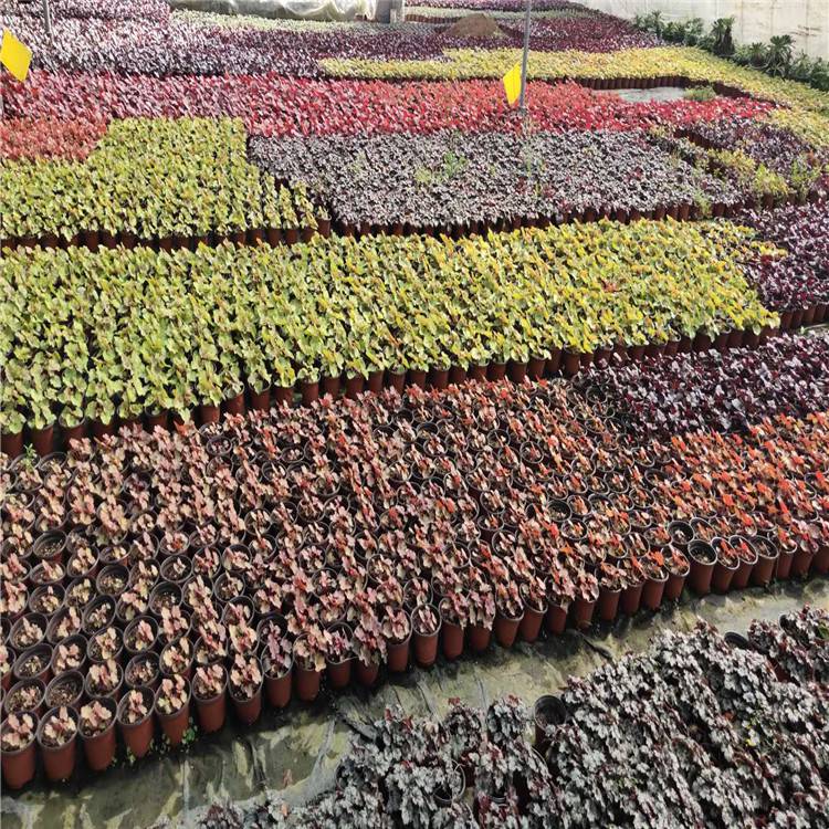 矾根种植基地批发 小涵花卉矾根基地价格